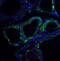 R-Spondin 1 antibody, NBP1-77354, Novus Biologicals, Immunofluorescence image 