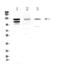 Cadherin 5 antibody, A02632-2, Boster Biological Technology, Western Blot image 