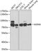 Heat Shock Protein Family A (Hsp70) Member 9 antibody, GTX55649, GeneTex, Western Blot image 