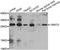 VENT Homeobox antibody, A7467, ABclonal Technology, Western Blot image 