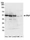 Protein Disulfide Isomerase Family A Member 6 antibody, A304-520A, Bethyl Labs, Western Blot image 