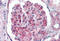 Ubiquitin C antibody, MBS242555, MyBioSource, Immunohistochemistry frozen image 