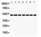Isocitrate Dehydrogenase (NADP(+)) 2, Mitochondrial antibody, PA5-79436, Invitrogen Antibodies, Western Blot image 