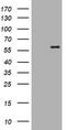 Protein C-ets-2 antibody, TA505434BM, Origene, Western Blot image 