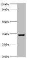 Baculoviral IAP Repeat Containing 7 antibody, orb352738, Biorbyt, Western Blot image 