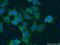 PYD And CARD Domain Containing antibody, 10500-1-AP, Proteintech Group, Immunofluorescence image 