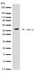 Stromelysin-2 antibody, 710312, Invitrogen Antibodies, Western Blot image 