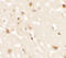 Androgen Induced 1 antibody, A11235-1, Boster Biological Technology, Immunohistochemistry frozen image 