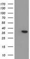ARG antibody, TA502413, Origene, Western Blot image 