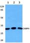 Calcium-binding protein 4 antibody, A08449, Boster Biological Technology, Western Blot image 