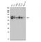 FERM domain-containing protein 6 antibody, A08826-2, Boster Biological Technology, Western Blot image 