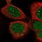 Kelch Like Family Member 35 antibody, NBP1-89838, Novus Biologicals, Immunofluorescence image 