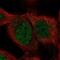 SHQ1, H/ACA Ribonucleoprotein Assembly Factor antibody, NBP1-92388, Novus Biologicals, Immunofluorescence image 