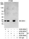 Chromobox 3 antibody, A300-983A, Bethyl Labs, Immunoprecipitation image 