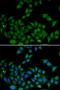 Death Inducer-Obliterator 1 antibody, LS-C335672, Lifespan Biosciences, Immunofluorescence image 