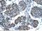 Small Nuclear RNA Activating Complex Polypeptide 1 antibody, A11161, Boster Biological Technology, Immunohistochemistry frozen image 