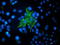 Vasodilator Stimulated Phosphoprotein antibody, TA502473, Origene, Immunofluorescence image 