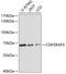 CDK5 Regulatory Subunit Associated Protein 3 antibody, 14-806, ProSci, Western Blot image 