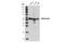 Megakaryocyte-Associated Tyrosine Kinase antibody, 20729S, Cell Signaling Technology, Western Blot image 
