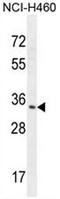 Ribonuclease T2 antibody, AP53699PU-N, Origene, Western Blot image 