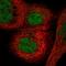 MORC Family CW-Type Zinc Finger 3 antibody, HPA034848, Atlas Antibodies, Immunofluorescence image 