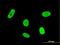 Homeobox protein goosecoid antibody, H00145258-M10, Novus Biologicals, Immunofluorescence image 