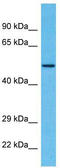 Zinc Finger And SCAN Domain Containing 22 antibody, TA333403, Origene, Western Blot image 