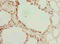 Galectin 12 antibody, orb355423, Biorbyt, Immunohistochemistry paraffin image 
