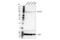 Periostin antibody, 91771S, Cell Signaling Technology, Western Blot image 
