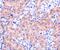 BCL2 Related Protein A1 antibody, A03850-1, Boster Biological Technology, Immunohistochemistry frozen image 