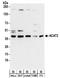 ACAT2 antibody, NBP2-32198, Novus Biologicals, Western Blot image 