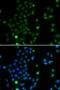 Chorion-specific transcription factor GCMa antibody, 22-833, ProSci, Immunofluorescence image 