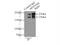 Myosin-XVIIIa antibody, 14611-1-AP, Proteintech Group, Immunoprecipitation image 