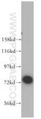 Janus Kinase And Microtubule Interacting Protein 1 antibody, 13846-1-AP, Proteintech Group, Western Blot image 
