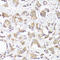 Vitronectin antibody, LS-C748608, Lifespan Biosciences, Immunohistochemistry frozen image 