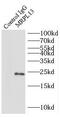 Mitochondrial Ribosomal Protein L13 antibody, FNab05316, FineTest, Immunoprecipitation image 
