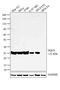 DT-diaphorase antibody, PA5-21290, Invitrogen Antibodies, Western Blot image 
