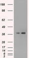 Mitogen-Activated Protein Kinase 1 antibody, CF500485, Origene, Western Blot image 