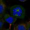 Cytoskeleton-associated protein 2-like antibody, HPA070737, Atlas Antibodies, Immunocytochemistry image 