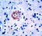 Amyloid Beta Precursor Protein antibody, DP123-05, Origene, Immunohistochemistry frozen image 