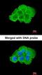 Mitogen-Activated Protein Kinase Kinase Kinase Kinase 5 antibody, orb73709, Biorbyt, Immunocytochemistry image 