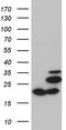 Mitochondrial Ribosomal Protein L48 antibody, TA810856S, Origene, Western Blot image 