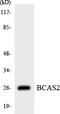 BCAS2 Pre-MRNA Processing Factor antibody, LS-C200179, Lifespan Biosciences, Western Blot image 