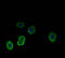 Neuraminidase 1 antibody, A64180-100, Epigentek, Immunofluorescence image 