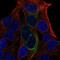 Glucokinase regulatory protein antibody, NBP2-56132, Novus Biologicals, Immunocytochemistry image 