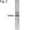 SLC9A3 Regulator 1 antibody, NB300-536, Novus Biologicals, Western Blot image 