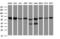 Heat Shock Protein Family D (Hsp60) Member 1 antibody, LS-C175468, Lifespan Biosciences, Western Blot image 