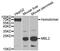 Mannose Binding Lectin 2 antibody, LS-B13887, Lifespan Biosciences, Western Blot image 
