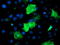Epsin 2 antibody, TA504299, Origene, Immunofluorescence image 
