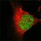 Probable histone acetyltransferase MYST1 antibody, MA5-15345, Invitrogen Antibodies, Immunofluorescence image 